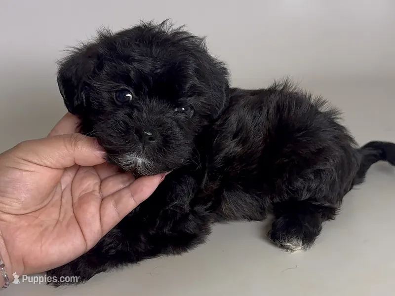 CUTEST Maltipoo mix – Maltipoo, Shihpoo puppy for sale in Garden Grove, CA