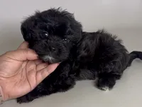 CUTEST Maltipoo mix, a female Maltipoo and Shihpoo for sale in Garden Grove, CA – 1 of 1