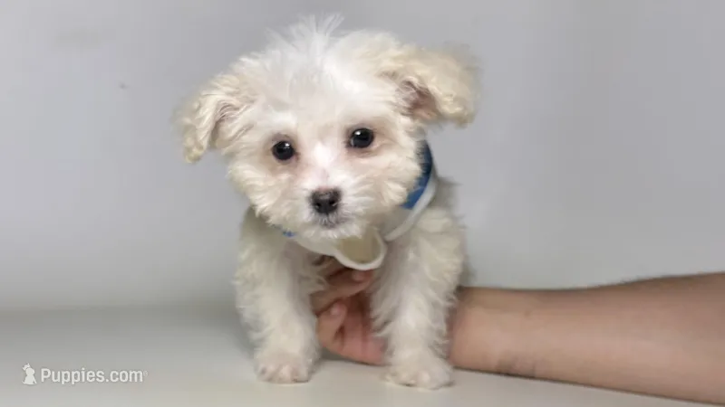 Cute TINY Pup – Maltipoo, Poodle - Toy  puppy for sale in Garden Grove, CA