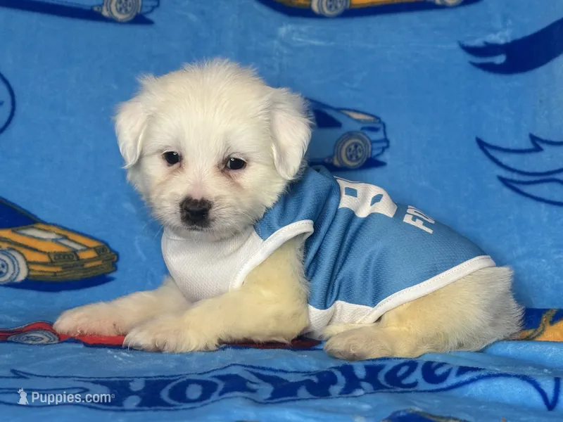 Maltipoo TCUP Puppy  – Maltipoo, Poodle - Toy  puppy for sale in Garden Grove, CA