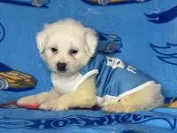 Maltipoo TCUP Puppy , a male Maltipoo and Poodle - Toy  for sale in Garden Grove, CA – 1 of 1