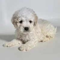 Male Maltipoo 🐾, a male Maltipoo and Poodle - Toy  for sale in Garden Grove, CA – 2 of 2