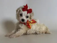Micro TCUP Maltipoo 💕, a female Maltipoo and Poodle - Toy  for sale in Garden Grove, CA – 2 of 2