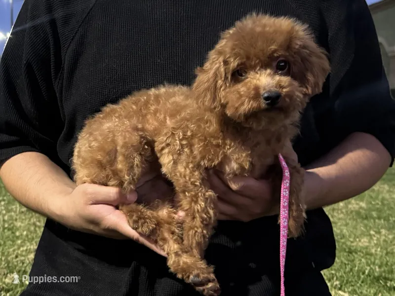 Toy Size Poodle  – Poodle - Toy , Poodle - Miniature  puppy for sale in Garden Grove, CA