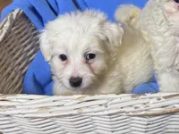 Male Maltese Mix, a male Maltipoo and Maltese for sale in Garden Grove, CA – 1 of 1