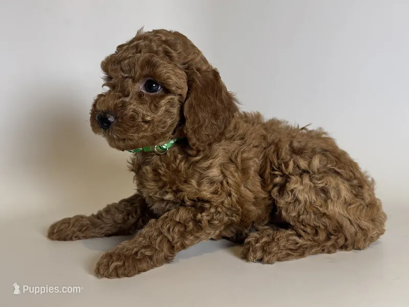 Male Poodle Puppy 🐶  – Poodle - Toy , Poodle - Miniature  puppy for sale in Garden Grove, CA