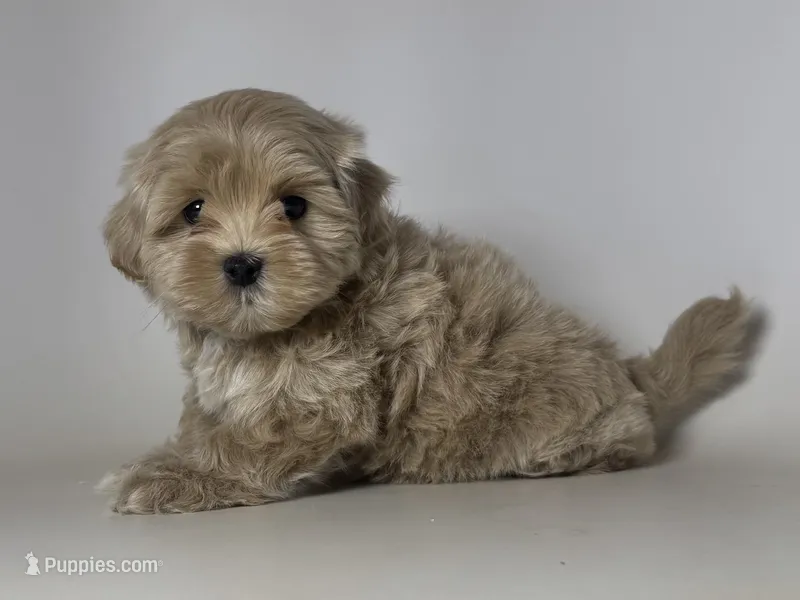 TeddyBear Malti-Poo TCUP – Maltipoo, Poodle - Toy  puppy for sale in Garden Grove, CA