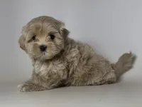 TeddyBear Malti-Poo TCUP, a male Maltipoo and Poodle - Toy  for sale in Garden Grove, CA – 1 of 1