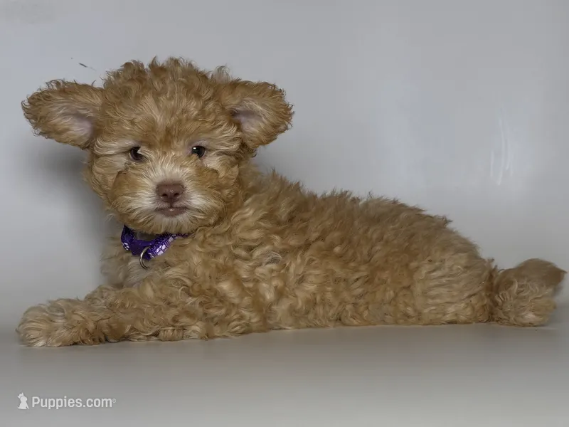 APRICOT Yorkipoo  – Maltipoo, Yorkipoo puppy for sale in Garden Grove, CA