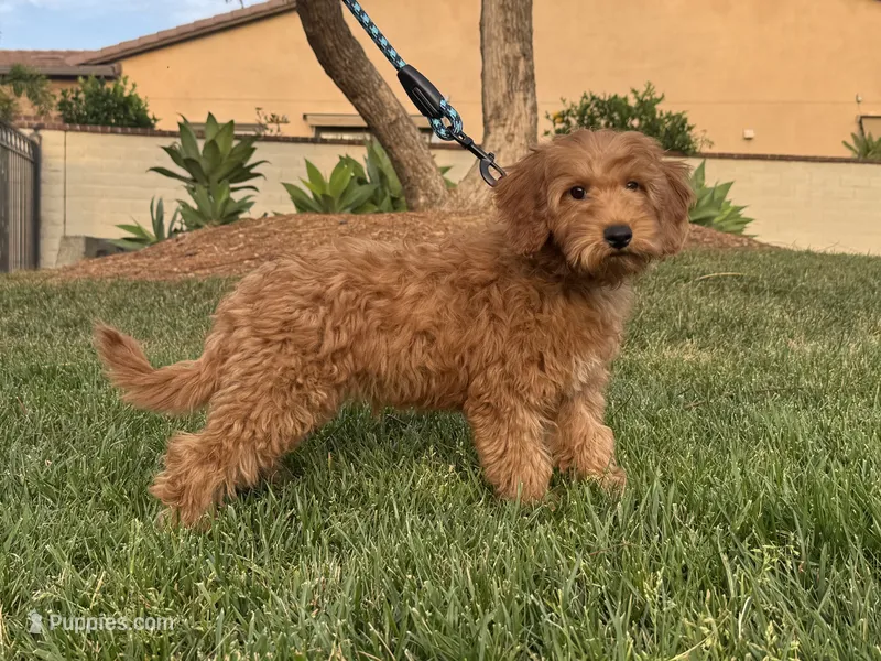 Petite Goldendoodle  – Goldendoodle, Miniature Goldendoodle puppy for sale in Garden Grove, CA