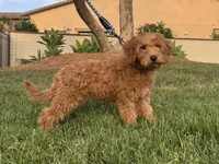 Petite Goldendoodle , a female Goldendoodle and Miniature Goldendoodle for sale in Garden Grove, CA – 1 of 1
