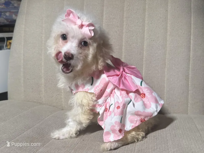 🩷 Maltipoo Puppy 🩷 – Maltipoo, Poodle - Toy  puppy for sale in Garden Grove, CA