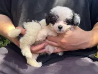 TINY Maltipoo , a male Maltipoo and Shihpoo for sale in Garden Grove, CA – 1 of 1