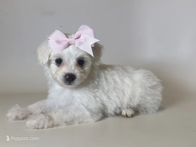 ❤️ Baby Malti-poo ❤️ – Maltipoo, Poodle - Toy  puppy for sale in Garden Grove, CA
