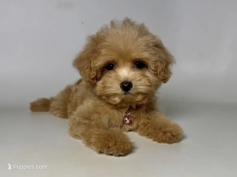 Apricot Malti-Poodle 🩷