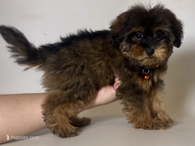 Hypoallergenic Puppy – Yorkipoo, Mal Shi puppy for sale in Garden Grove, CA
