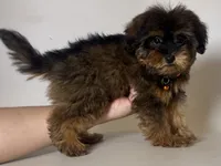 Hypoallergenic Puppy, a male Yorkipoo and Mal Shi for sale in Garden Grove, CA – 1 of 1