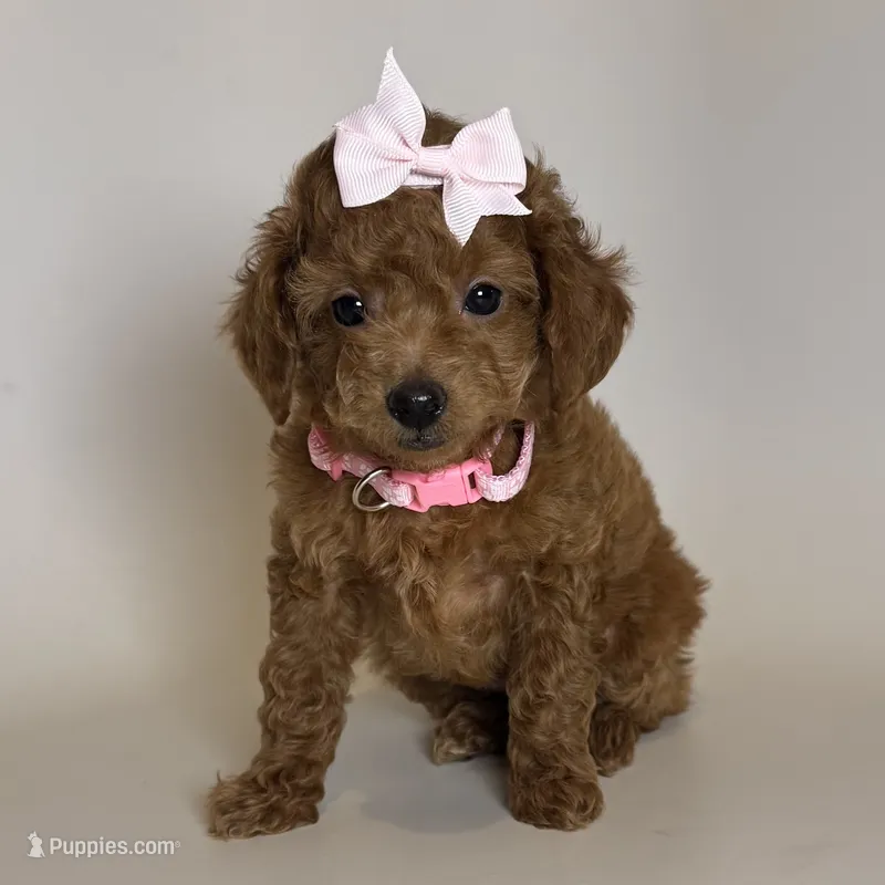 💘Red TOY Poodle Puppy 🐩💘 – Poodle - Toy , Poodle - Miniature  puppy for sale in Garden Grove, CA
