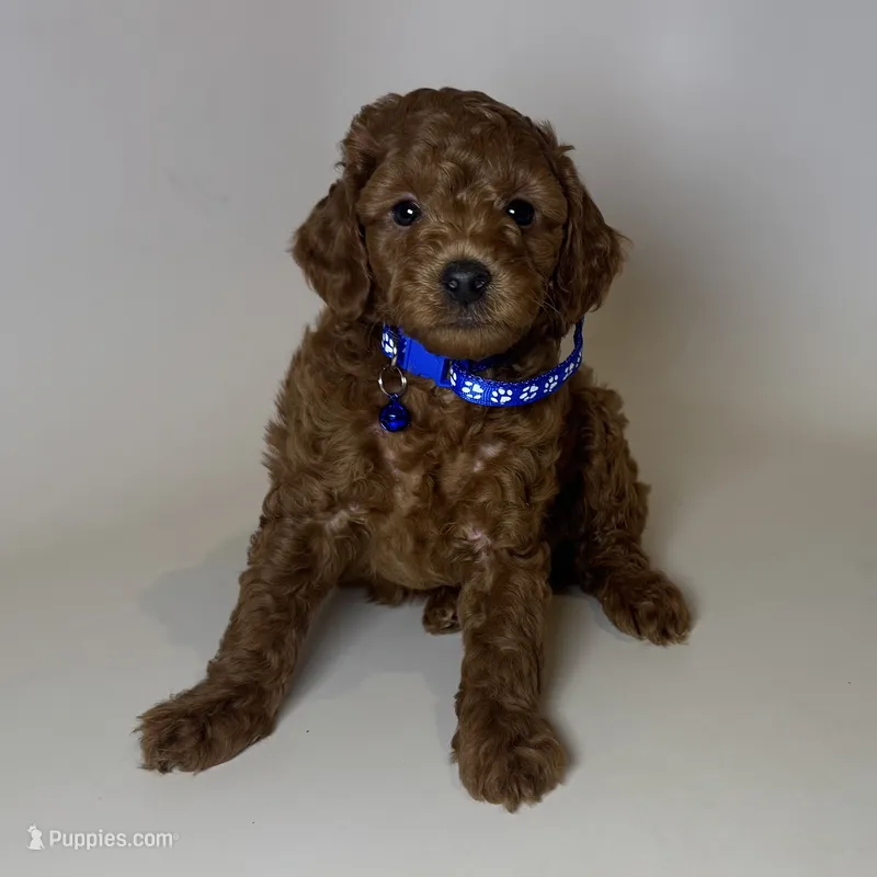 Red Poodle Puppy 🐶  – Poodle - Toy , Poodle - Miniature  puppy for sale in Garden Grove, CA
