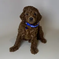 Red Poodle Puppy 🐶 , a male Poodle - Toy  and Poodle - Miniature  for sale in Garden Grove, CA – 1 of 2