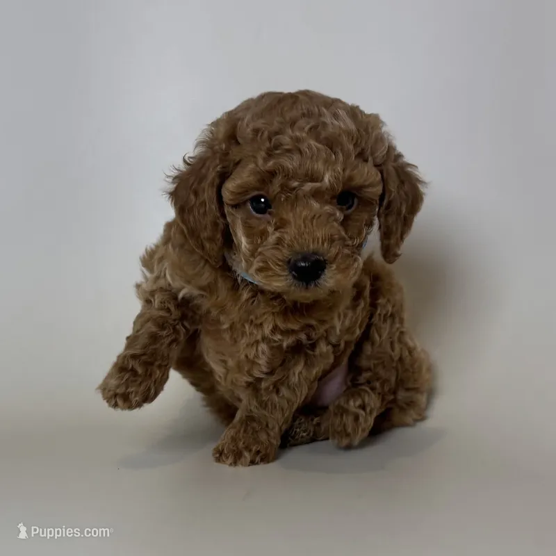 Teddy Bear 🧸  – Poodle - Toy  puppy for sale in Garden Grove, CA