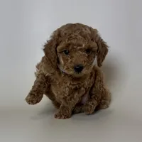 Teddy Bear 🧸 , a male Poodle - Toy  for sale in Garden Grove, CA – 1 of 2