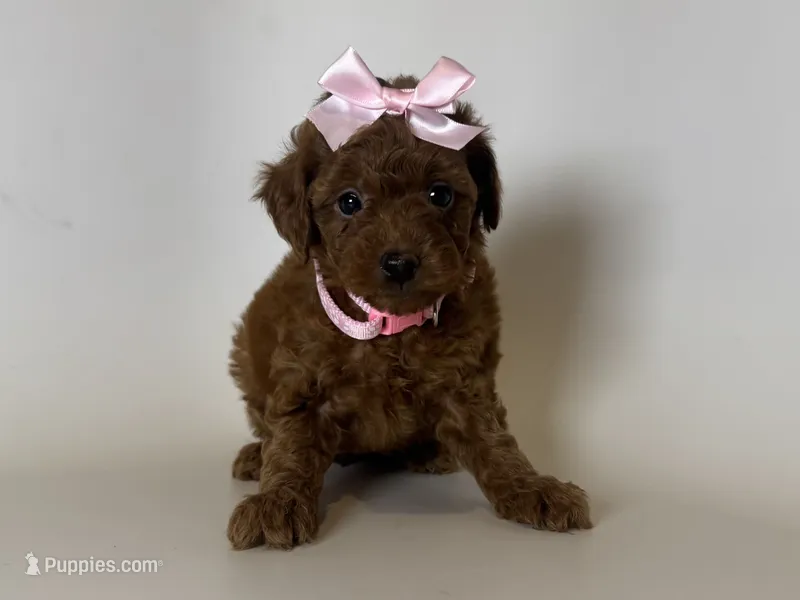 TeddyBear Red Poodle 🐩🧸❤️ – Poodle - Toy  puppy for sale in Garden Grove, CA