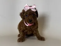 TeddyBear Red Poodle 🐩🧸❤️, a female Poodle - Toy  for sale in Garden Grove, CA – 1 of 1