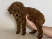 TOY SIZE TeddyBear Poodle , a male Poodle - Toy  and Poodle - Miniature  for sale in Garden Grove, CA – 1 of 1