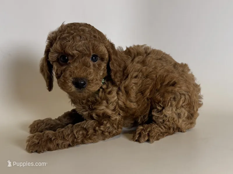 🩵Red TOY Poodle Puppy 🐩🩵 – Poodle - Toy , Poodle - Miniature  puppy for sale in Garden Grove, CA