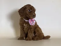 Perfect Puppy 😱🐶, a female Goldendoodle and Miniature Goldendoodle for sale in Garden Grove, CA – 1 of 1