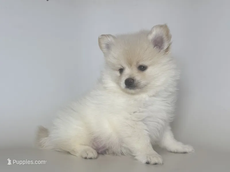 Teacup Pomeranian  – Pomeranian puppy for sale in Garden Grove, CA
