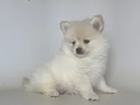 Teacup Pomeranian , a male Pomeranian for sale in Garden Grove, CA – 1 of 1
