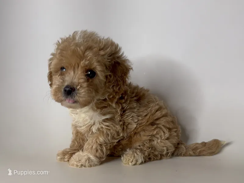 Apricot Poodle 🐩 ❤️ – Poodle - Toy , Poodle - Miniature  puppy for sale in Garden Grove, CA