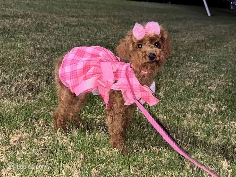 Female Red Poodle  – Poodle - Toy , Poodle - Miniature  puppy for sale in Garden Grove, CA