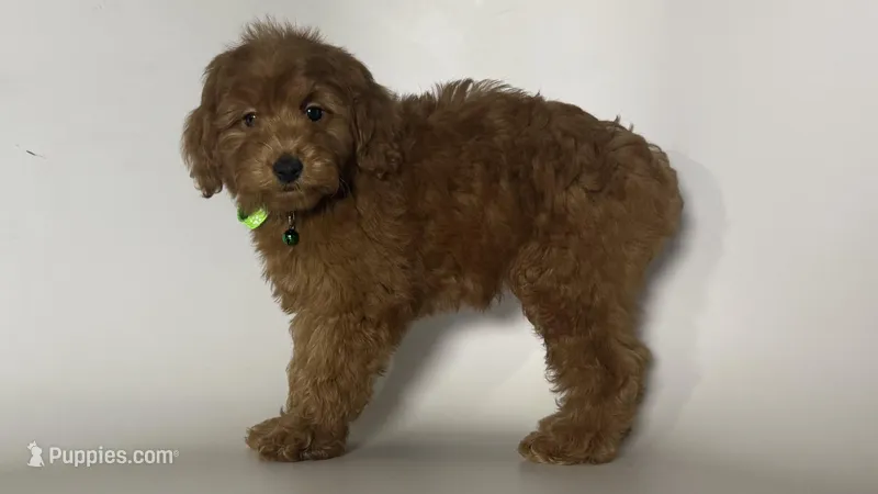 COPPER  – Goldendoodle, Miniature Goldendoodle puppy for sale in Garden Grove, CA