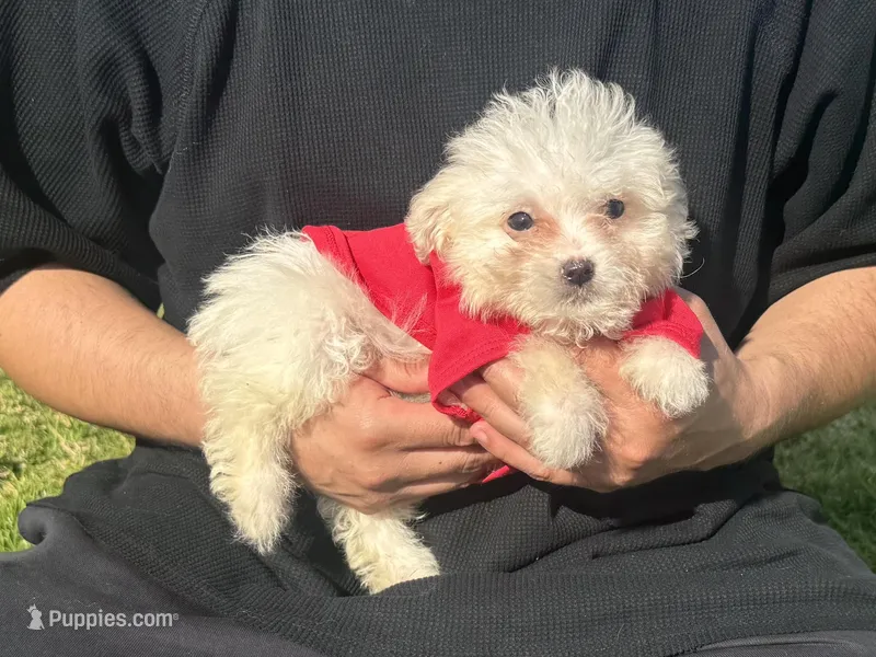 Tiny Maltipoo ❤️, a male Maltipoo and Poodle - Toy  for sale in Garden Grove, CA – Photo 1 of 1
