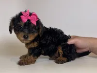 Maltipoo/Shorkie Mix , a female Maltipoo and Shihpoo for sale in Garden Grove, CA – 1 of 2