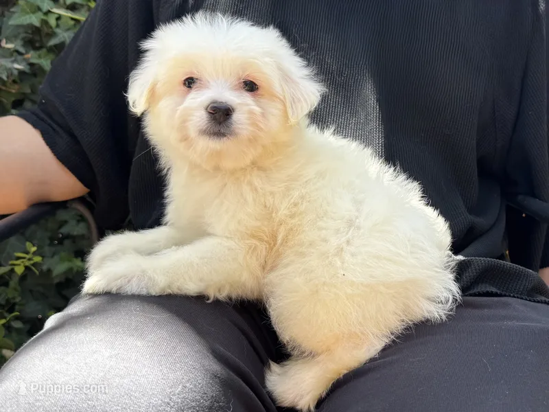 Maltese Mix Puppy 🐶  – Maltipoo, Poodle - Toy  puppy for sale in Garden Grove, CA