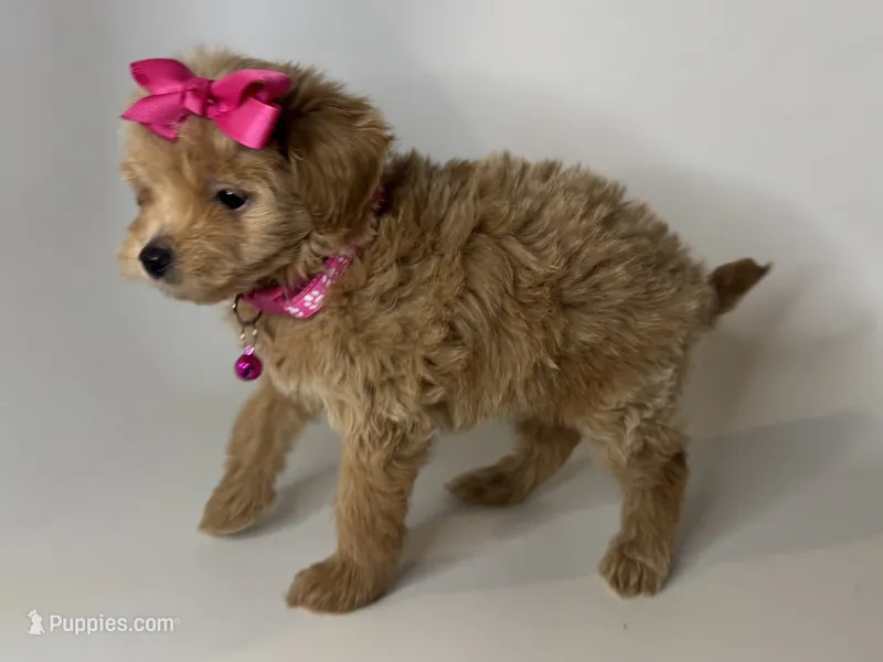 Dark Apricot Pup 🐶💕