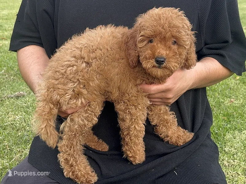 F1B Golden Doodle , a male Poodle - Miniature  and Miniature Goldendoodle for sale in Garden Grove, CA – 1 of 2