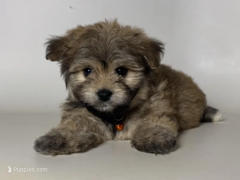 Malti-Poo Puppy 🐶 , a male Maltipoo and Shihpoo for sale in Garden Grove, CA – Photo 1 of 1