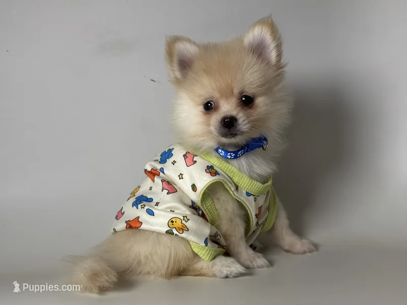 SIMBA – Pomeranian puppy for sale in Garden Grove, CA