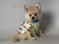 SIMBA, a female Pomeranian for sale in Garden Grove, CA – 1 of 2