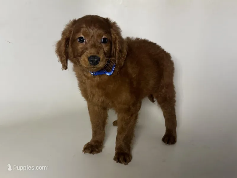 Mini Golden Doodle , a male Poodle - Toy  and Miniature Goldendoodle for sale in Garden Grove, CA – Photo 1 of 1