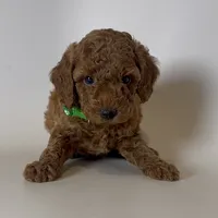 Tiny Red Poodle 🐩 , a male Poodle - Toy  for sale in Garden Grove, CA – 1 of 2