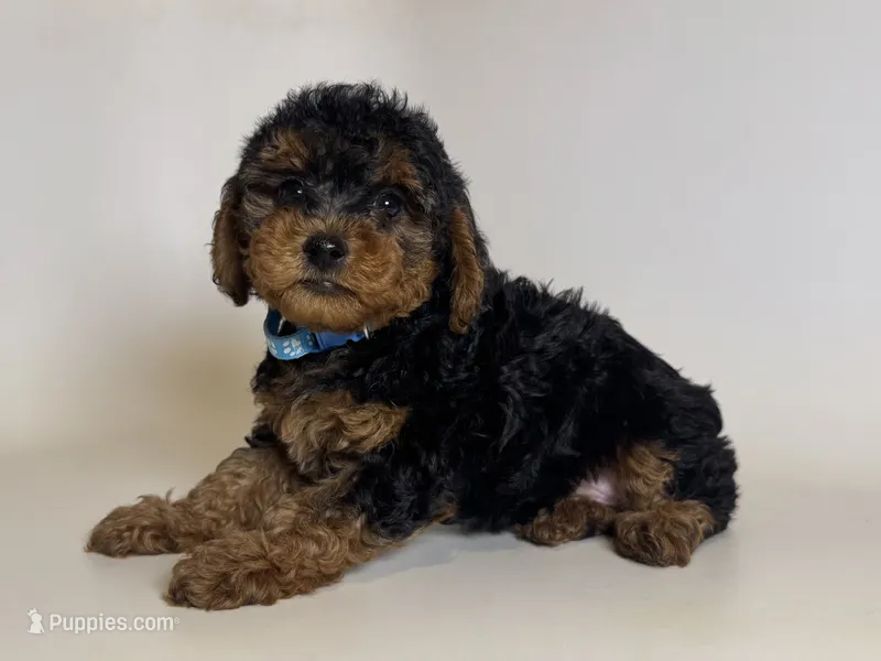 Perfect TOY Puppy 💕 – Yorkipoo, Mal Shi puppy for sale in Garden Grove, CA