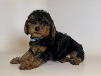 Perfect TOY Puppy 💕, a male Yorkipoo and Mal Shi for sale in Garden Grove, CA – 1 of 2