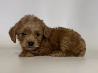 PERFECT Maltipoo TCUP, a male Maltipoo for sale in Garden Grove, CA – 2 of 2