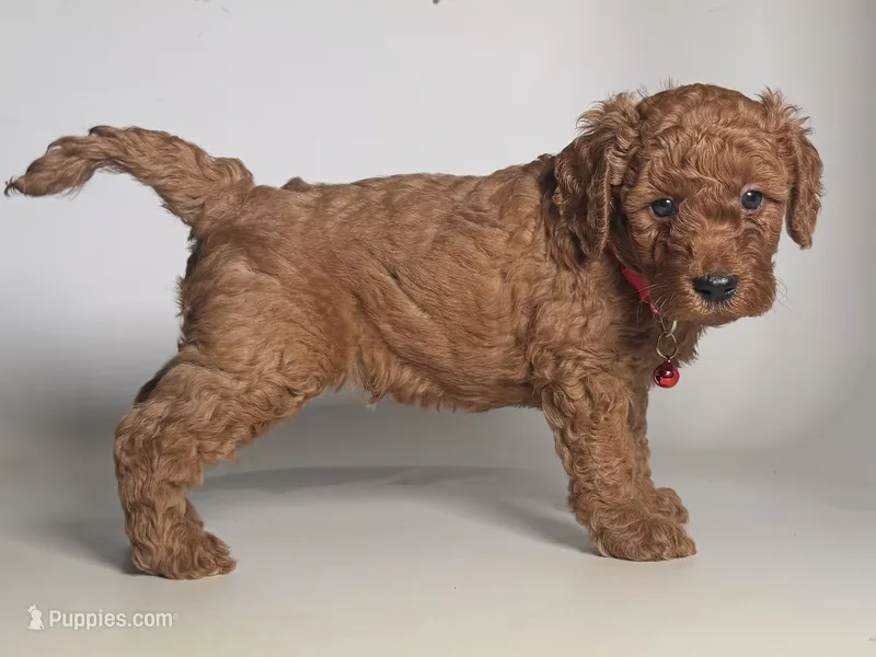 Teddy Face Goldendoodle  – Goldendoodle, Miniature Goldendoodle puppy for sale in Garden Grove, CA
